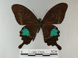中文名:琉璃紋鳳蝶(1282-17049)學名:Papilio hermosanus Rebel, 1906(1282-17049)