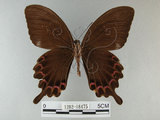 中文名:琉璃紋鳳蝶(1282-18475)學名:Papilio hermosanus Rebel, 1906(1282-18475)