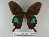 中文名:琉璃紋鳳蝶(1282-17236)學名:Papilio hermosanus Rebel, 1906(1282-17236)