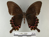 中文名:琉璃紋鳳蝶(1282-18306)學名:Papilio hermosanus Rebel, 1906(1282-18306)