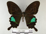 中文名:琉璃紋鳳蝶(1282-18306)學名:Papilio hermosanus Rebel, 1906(1282-18306)