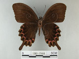 中文名:琉璃紋鳳蝶(1282-17466)學名:Papilio hermosanus Rebel, 1906(1282-17466)