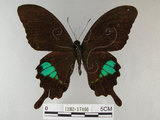 中文名:琉璃紋鳳蝶(1282-17466)學名:Papilio hermosanus Rebel, 1906(1282-17466)