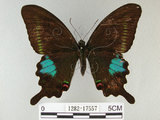中文名:琉璃紋鳳蝶(1282-17557)學名:Papilio hermosanus Rebel, 1906(1282-17557)
