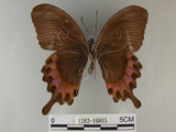 中文名:琉璃紋鳳蝶(1282-16865)學名:Papilio hermosanus Rebel, 1906(1282-16865)