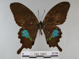 中文名:琉璃紋鳳蝶(1282-16865)學名:Papilio hermosanus Rebel, 1906(1282-16865)
