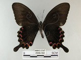 中文名:琉璃紋鳳蝶(2680-182)學名:Papilio hermosanus Rebel, 1906(2680-182)