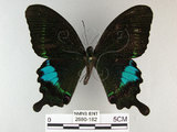 中文名:琉璃紋鳳蝶(2680-182)學名:Papilio hermosanus Rebel, 1906(2680-182)