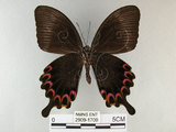 中文名:琉璃紋鳳蝶(2909-1700)學名:Papilio hermosanus Rebel, 1906(2909-1700)