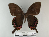 中文名:琉璃紋鳳蝶(2909-1513)學名:Papilio hermosanus Rebel, 1906(2909-1513)