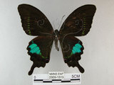 中文名:琉璃紋鳳蝶(2909-1513)學名:Papilio hermosanus Rebel, 1906(2909-1513)