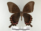 中文名:琉璃紋鳳蝶(2909-1083)學名:Papilio hermosanus Rebel, 1906(2909-1083)