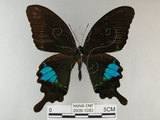 中文名:琉璃紋鳳蝶(2909-1083)學名:Papilio hermosanus Rebel, 1906(2909-1083)