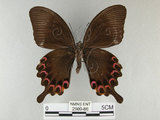 中文名:琉璃紋鳳蝶(2909-86)學名:Papilio hermosanus Rebel, 1906(2909-86)