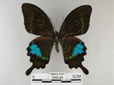 中文名:琉璃紋鳳蝶(2909-86)學名:Papilio hermosanus Rebel, 1906(2909-86)