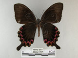 中文名:琉璃紋鳳蝶(2909-1707)學名:Papilio hermosanus Rebel, 1906(2909-1707)