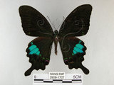 中文名:琉璃紋鳳蝶(2909-1707)學名:Papilio hermosanus Rebel, 1906(2909-1707)