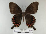 中文名:琉璃紋鳳蝶(2909-666)學名:Papilio hermosanus Rebel, 1906(2909-666)