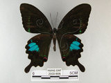 中文名:琉璃紋鳳蝶(2909-666)學名:Papilio hermosanus Rebel, 1906(2909-666)