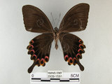 中文名:琉璃紋鳳蝶(2909-1591)學名:Papilio hermosanus Rebel, 1906(2909-1591)