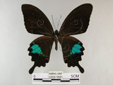 中文名:琉璃紋鳳蝶(2909-1591)學名:Papilio hermosanus Rebel, 1906(2909-1591)