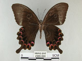 中文名:琉璃紋鳳蝶(2909-600)學名:Papilio hermosanus Rebel, 1906(2909-600)