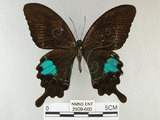 中文名:琉璃紋鳳蝶(2909-600)學名:Papilio hermosanus Rebel, 1906(2909-600)