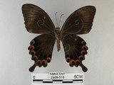 中文名:琉璃紋鳳蝶(2909-319)學名:Papilio hermosanus Rebel, 1906(2909-319)