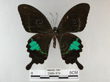 中文名:琉璃紋鳳蝶(2909-319)學名:Papilio hermosanus Rebel, 1906(2909-319)