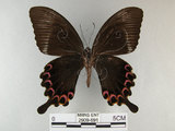 中文名:琉璃紋鳳蝶(2909-691)學名:Papilio hermosanus Rebel, 1906(2909-691)