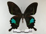 中文名:琉璃紋鳳蝶(2909-691)學名:Papilio hermosanus Rebel, 1906(2909-691)