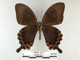 中文名:琉璃紋鳳蝶(2909-547)學名:Papilio hermosanus Rebel, 1906(2909-547)