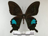 中文名:琉璃紋鳳蝶(2909-547)學名:Papilio hermosanus Rebel, 1906(2909-547)