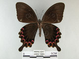 中文名:琉璃紋鳳蝶(2909-1685)學名:Papilio hermosanus Rebel, 1906(2909-1685)