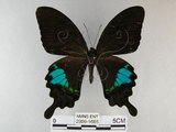 中文名:琉璃紋鳳蝶(2909-1685)學名:Papilio hermosanus Rebel, 1906(2909-1685)