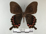 中文名:琉璃紋鳳蝶(2909-187)學名:Papilio hermosanus Rebel, 1906(2909-187)