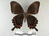 中文名:琉璃紋鳳蝶(2909-69)學名:Papilio hermosanus Rebel, 1906(2909-69)