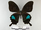 中文名:琉璃紋鳳蝶(2909-69)學名:Papilio hermosanus Rebel, 1906(2909-69)