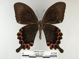 中文名:琉璃紋鳳蝶(2909-367)學名:Papilio hermosanus Rebel, 1906(2909-367)