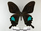 中文名:琉璃紋鳳蝶(2909-367)學名:Papilio hermosanus Rebel, 1906(2909-367)