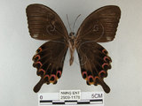 中文名:琉璃紋鳳蝶(2909-1178)學名:Papilio hermosanus Rebel, 1906(2909-1178)