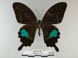 中文名:琉璃紋鳳蝶(2909-1178)學名:Papilio hermosanus Rebel, 1906(2909-1178)