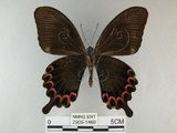 中文名:琉璃紋鳳蝶(2909-1469)學名:Papilio hermosanus Rebel, 1906(2909-1469)