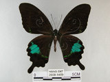 中文名:琉璃紋鳳蝶(2909-1469)學名:Papilio hermosanus Rebel, 1906(2909-1469)