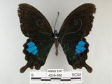 中文名:琉璃紋鳳蝶(4219-656)學名:Papilio hermosanus Rebel, 1906(4219-656)