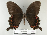 中文名:琉璃紋鳳蝶(4219-956)學名:Papilio hermosanus Rebel, 1906(4219-956)