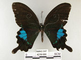 中文名:琉璃紋鳳蝶(4219-956)學名:Papilio hermosanus Rebel, 1906(4219-956)