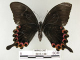 中文名:琉璃紋鳳蝶(5017-139)學名:Papilio hermosanus Rebel, 1906(5017-139)