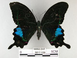 中文名:琉璃紋鳳蝶(5017-139)學名:Papilio hermosanus Rebel, 1906(5017-139)