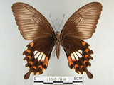 中文名:玉帶鳳蝶(1282-17156)學名:Papilio polytes pasikrates Fruhstorfer, 1908(1282-17156)